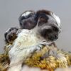 Check Out These Teeny Tiny Baby Tamarins At Prospect Park Zoo